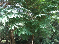 Adenanthera