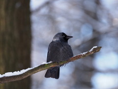 Corvus monedula