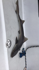 Mustelus mustelus
