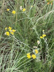 Nidorella