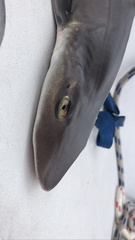 Mustelus mustelus