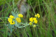 Gastrida abdominalis