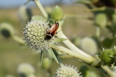 Pseudomops neglectus
