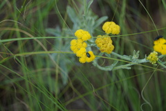 Nidorella