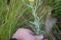 Nidorella