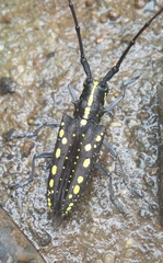 Taeniotes orbignyi