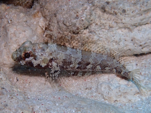 Goggle eye blenny (Gobioclinus gobio) — Labrisomidae