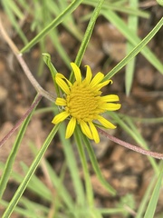 Geigeria burkei