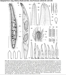 Trachelophyllum brachypharynx