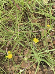 Geigeria burkei