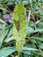 Rumex sanguineus