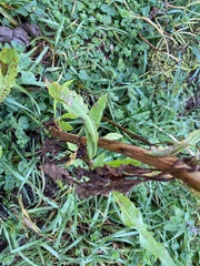 Rumex sanguineus