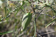 Araujia angustifolia