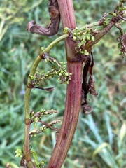 Rumex sanguineus