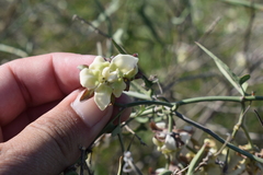 Araujia angustifolia