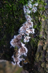 Chondrostereum purpureum