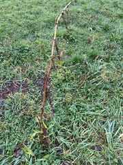 Rumex sanguineus