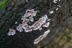 Chondrostereum purpureum