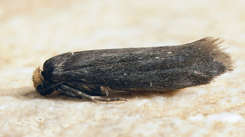 Tinea omichlopis