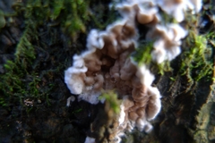 Chondrostereum purpureum