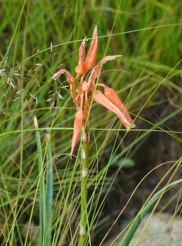 Image of Aloe verecunda by (c) Matthew Fainman, some rights reserved (CC BY)