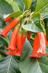 Iochroma fuchsioides