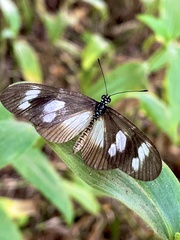 Acraea lycoa