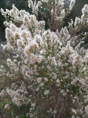 Baccharis pilularis