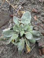 Matthiola odoratissima