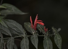 Justicia brasiliana