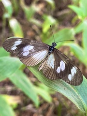 Acraea lycoa