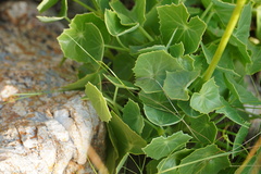 Senecio oxyriifolius