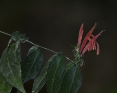 Justicia brasiliana