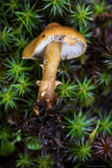 Cystoderma carcharias fallax
