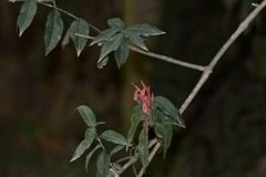 Justicia brasiliana