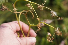 Senecio oxyriifolius