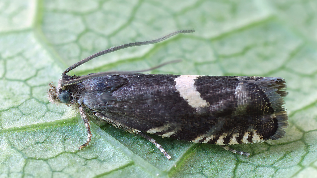 Grapholita coronillana