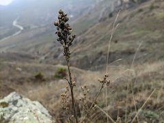 Silene densiflora