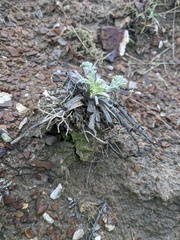 Seseli gummiferum