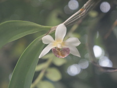 Dendrobium spurium