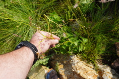 Senecio oxyriifolius
