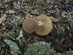 Simocybe serrulata