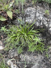 Xerophyta adendorffii