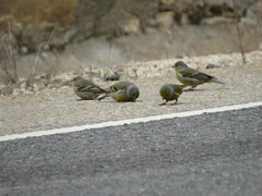 Carduelis citrinella