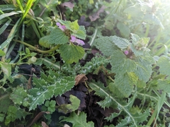 Lamium hybridum