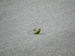 Carduelis citrinella