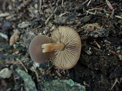 Simocybe serrulata