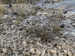Cephalaria coriacea
