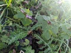 Lamium hybridum