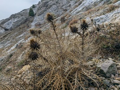 Ptilostemon echinocephalus